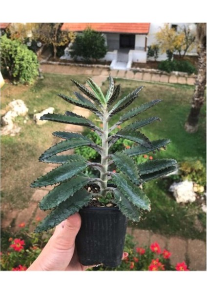 Aşkın Gözyaşı Çiçeği Fidanı 10-20 cm fiyatları