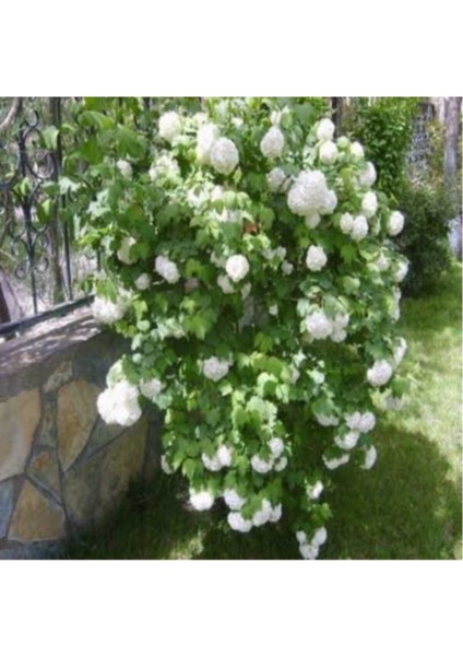 Beyaz Çiçekli Kartopu Fidanı 30-60 cm fiyatları