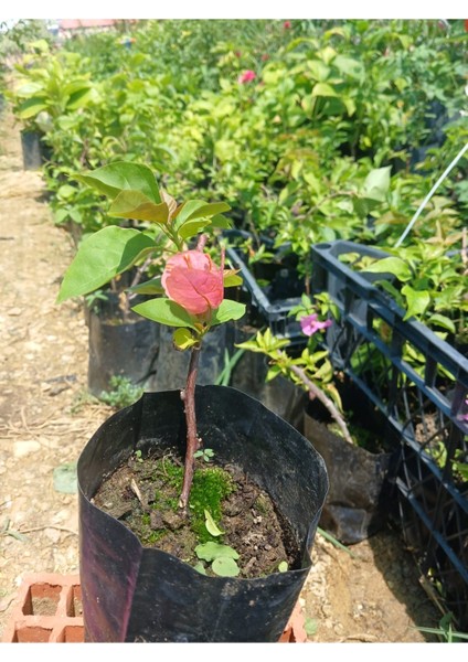 Pembe Begonvil Fidanı 10-20 cm fiyatları