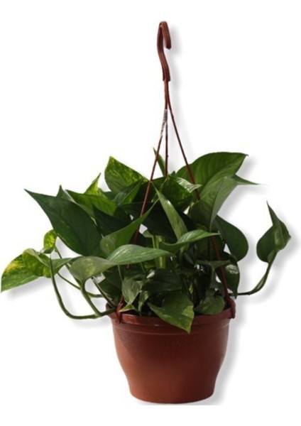 Epipremnum Pathos Potos Sarmaşığı 10-20 cm