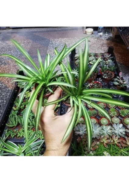 Kurdele Çiçeği Sarkan Çiçek Oksijen Kaynağı fırsatları