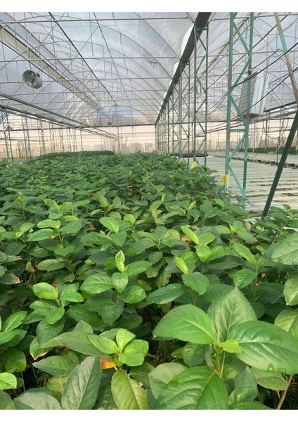 Viking Siyah Aronia Chokeberry Fidanı 10-20 cm fiyatları