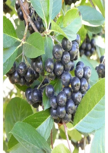 Viking Siyah Aronia Chokeberry Fidanı 10-20 cm modelleri