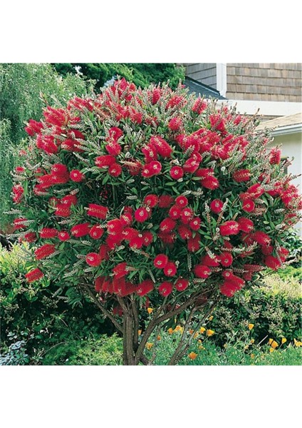 Fırça Çalısı Fidanı Callistemon Laevis 40-80 cm