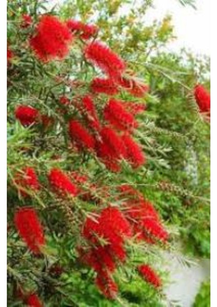 Fırça Çalısı Fidanı Callistemon Laevis 40-80 cm fiyatları