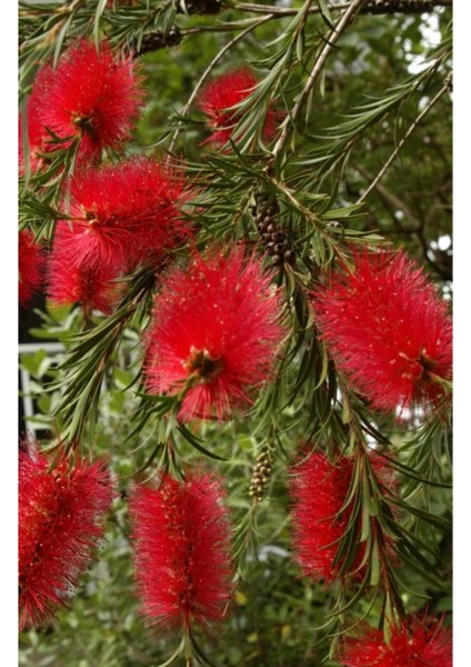 Fırça Çalısı Fidanı Callistemon Laevis 40-80 cm modelleri