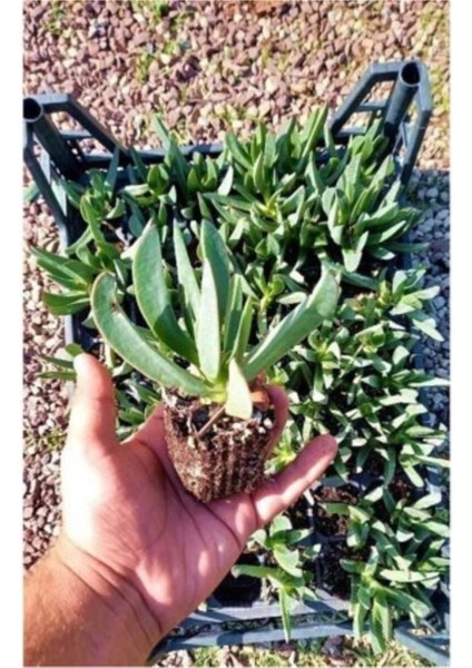 Kaz Ayağı Çiçeği Yer Örtücü Bitki 2 Adet (Carpobrotus Acinaciformis) fiyatları