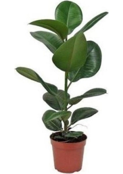 Ofis Bitkisi Salon Bitkisi Iç Mekan Bitki Kauçuk Bitkisi 50 60 cm