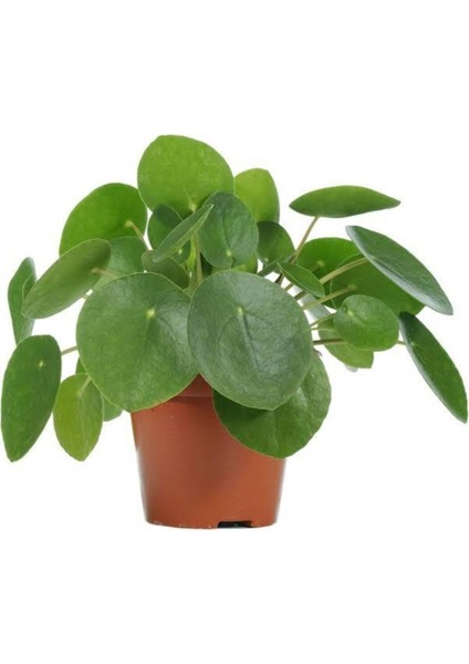 Pilea Çin Para Ağacı 10-20 cm