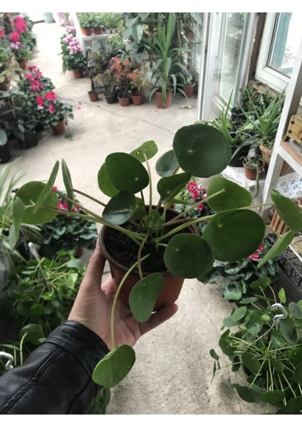 Pilea Çin Para Ağacı 10-20 cm fiyatları