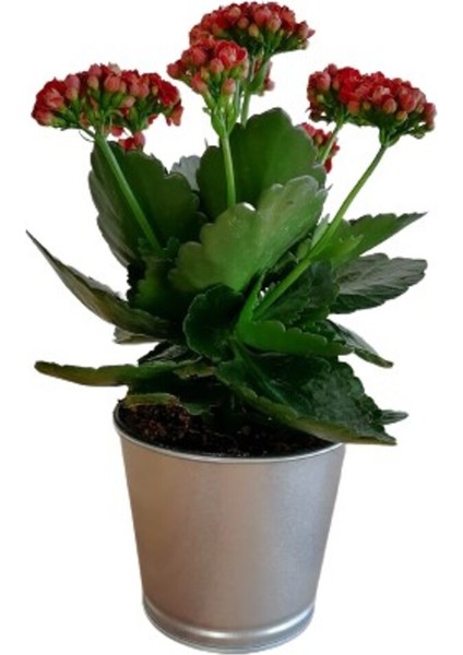 Kalanchoe Kalanşo Çiçeği (Kırmızı Çiçekli) 10-20 cm modelleri