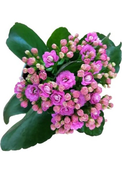 Kalanchoe Kalanşo Çiçeği (Mor Çiçekli) Fidanı 10-20 cm fiyatları