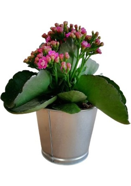 Kalanchoe Kalanşo Çiçeği (Mor Çiçekli) Fidanı 10-20 cm modelleri