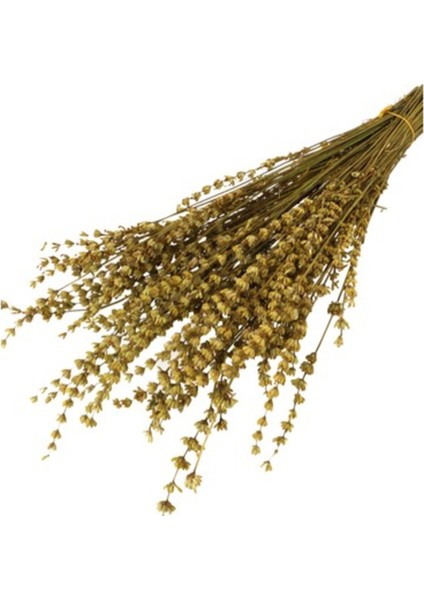 Lavanta Demeti Şoklanmış Kuru Çiçek Hardal Renk