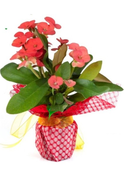 Dikenler Taci Euphorbia Milii Fidanı 10-20 cm