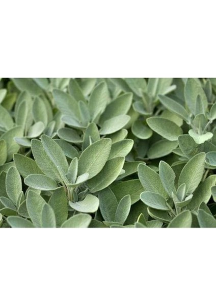 Anadolu Adaçayı Fidanı Fidesi Tüplü 10-20 cm (1 Adet) fırsatları