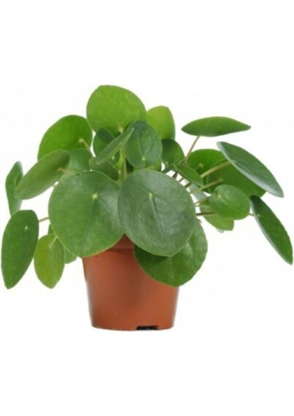 Pilea Bitkisi Para Çiçeği Fidanı 10-20 cm