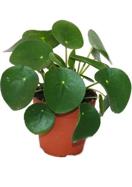Pilea Bitkisi Para Çiçeği Fidanı 10-20 cm fiyatları