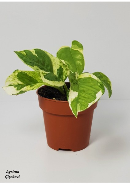 Patos Alacalı Sarmaşık Fidesi Epipremnum Aureum Njoy 10-20 cm