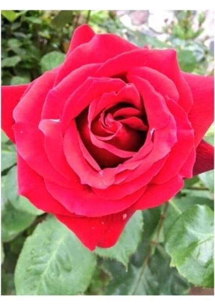 Kırmızı Gül Fidani 10-20 cm fiyatları