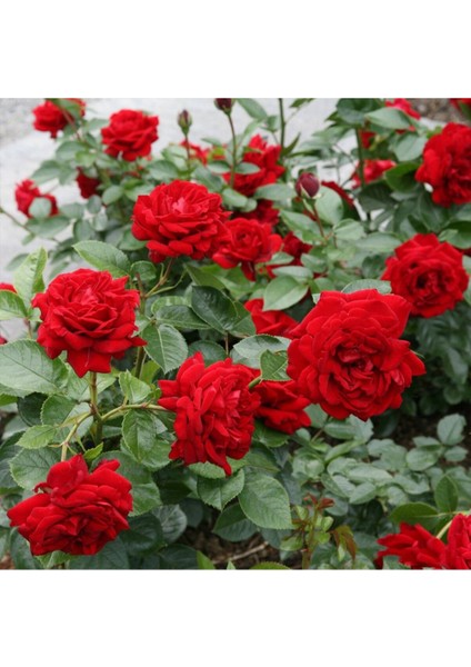 Kırmızı Gül Fidani 10-20 cm fırsatları