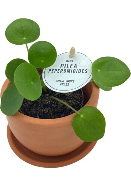 Baby Pilea Peperomioides Çiçeği Fidanı 10-20 cm