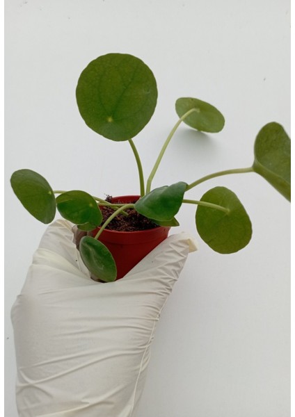 Çin Para Çiçeği Pilea Peperomioides Pilea Bitkisi Pilea Sukulent