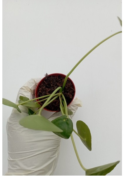 Çin Para Çiçeği Pilea Peperomioides Pilea Bitkisi Pilea Sukulent fiyatları