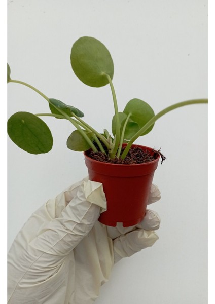 Çin Para Çiçeği Pilea Peperomioides Pilea Bitkisi Pilea Sukulent modelleri