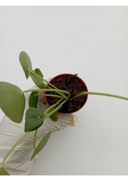Çin Para Çiçeği Pilea Peperomioides Pilea Bitkisi Pilea Sukulent fırsatları