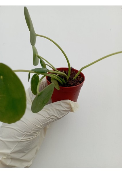Çin Para Çiçeği Pilea Peperomioides Pilea Bitkisi Pilea Sukulent indirimleri