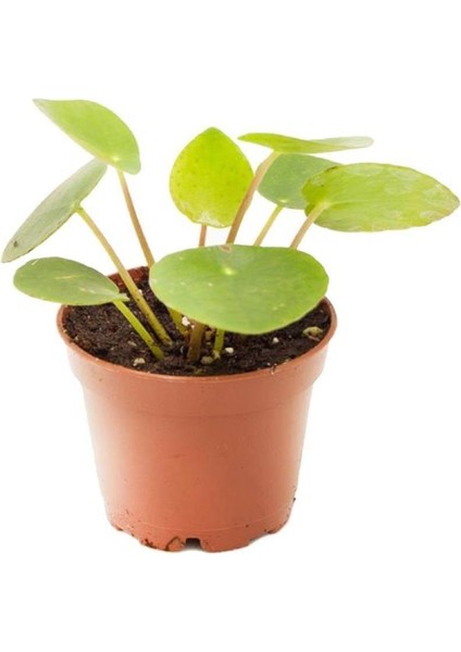 Pilea Peperomioides | Çin Para Ağacıfidanı 10-20 cm
