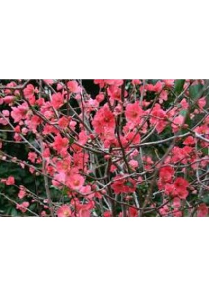 Şeker Kırmızı Chaenomeles Japon Ayvası Bahar Dalı Fidanı 30-50 cm fiyatları
