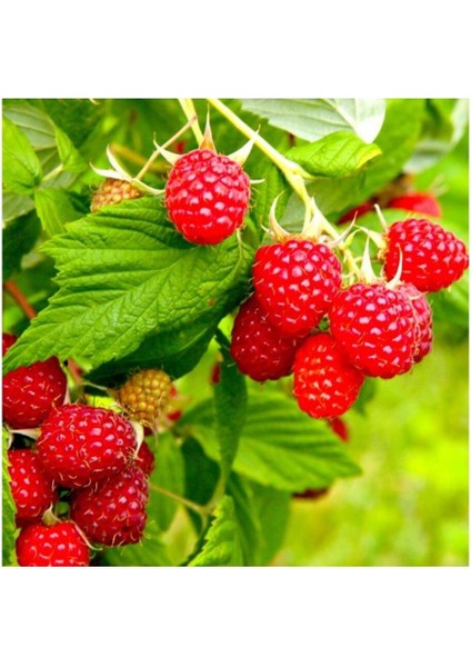 Yediveren Willamette Ahududu Fidanı 40-80 cm