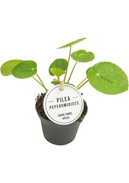 Salon Bitkileri Pilea Peperomioides Çin Para Bitkisi 10-20 cm