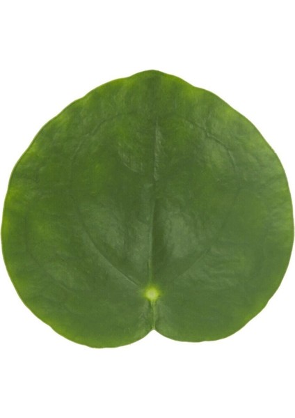 Salon Bitkileri Pilea Peperomioides Çin Para Bitkisi 10-20 cm fiyatları
