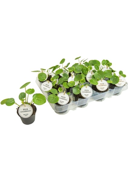 Salon Bitkileri Pilea Peperomioides Çin Para Bitkisi 10-20 cm modelleri
