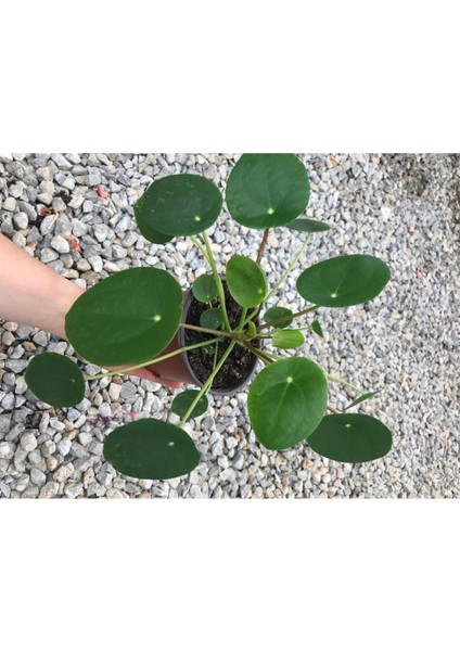 Saksılı Pilea Canlı Çiçek Çin Para Çiçeği 10-20 cm