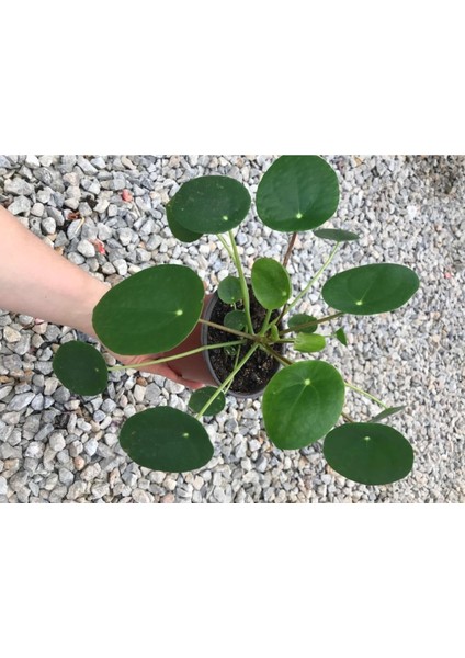 Saksılı Pilea Canlı Çiçek Çin Para Çiçeği 10-20 cm fiyatları