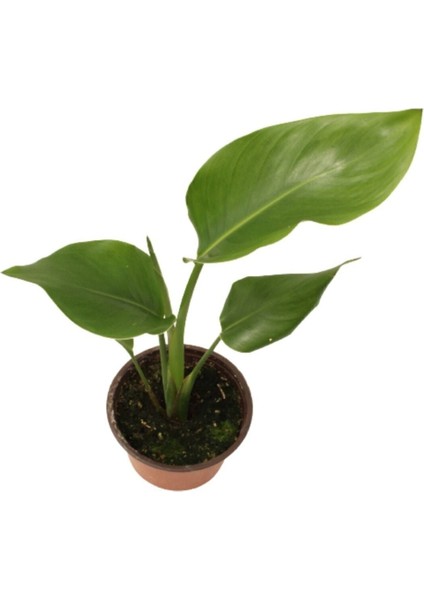 Strelitzia Nicolai- Starliçe Beyaz Cennet Kuşu Çiçeği - Turna Gagası fiyatları