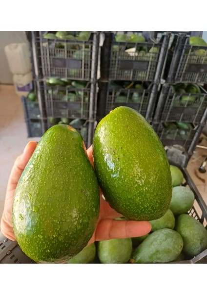Avakado 1 kg Taze Dalından Toplama