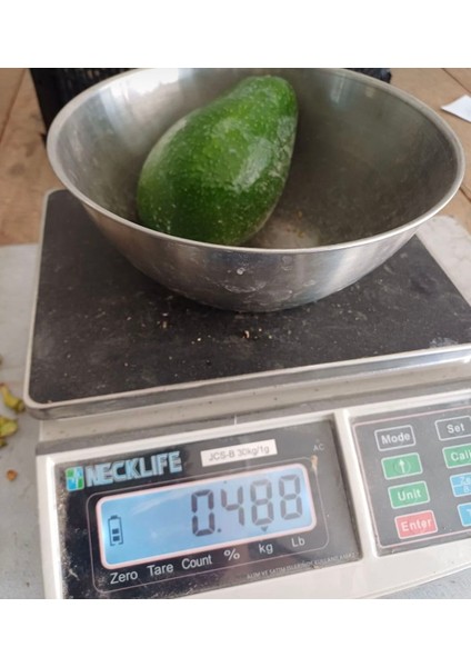 Avakado 1 kg Taze Dalından Toplama fiyatları