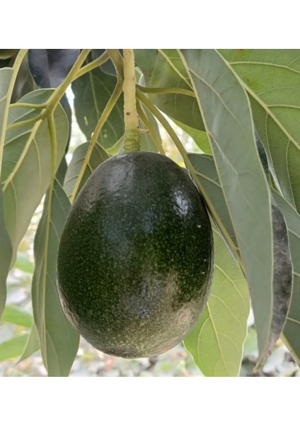 Avakado 1 kg Taze Dalından Toplama fırsatları