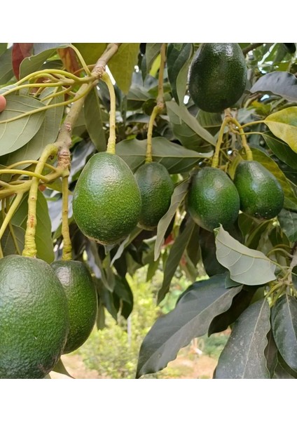 Avakado 1 kg Taze Dalından Toplama indirimleri