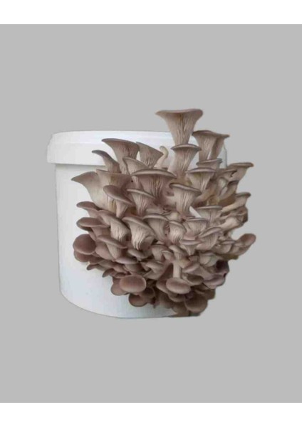 Kovada Istiridye Kavak Mantarı Yetiştirme Deneme Kiti