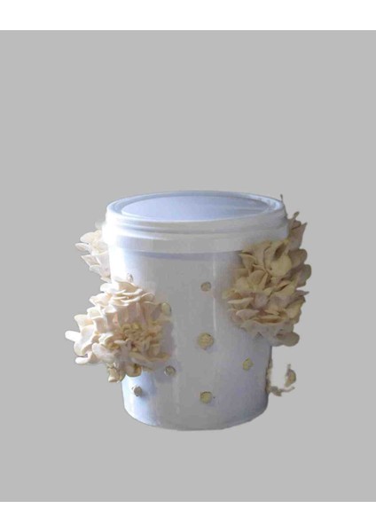 Kovada Istiridye Kavak Mantarı Yetiştirme Deneme Kiti fiyatları