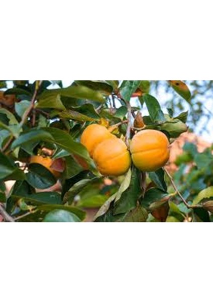 Hatay Çikolatalı Cennet Hurması(2 Kg)