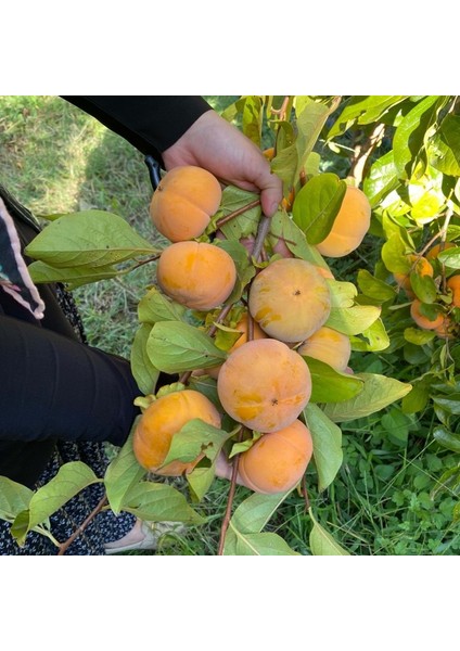 Hatay Çikolatalı Cennet Hurması(2 Kg) modelleri