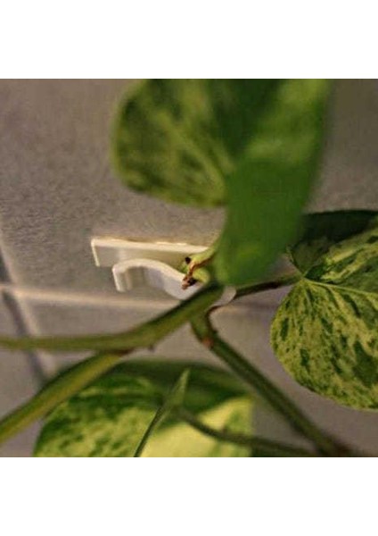 Yeni Tırmanma Bitkiler Için Duvar Klipsi Beyaz 4157238 (5 Adet)