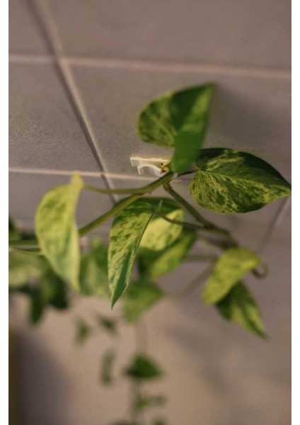 Yeni Tırmanma Bitkiler Için Duvar Klipsi Beyaz 4157238 (5 Adet) fiyatları